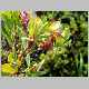 vaccinium reticulatum.jpg